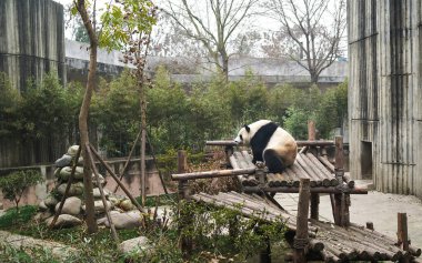 Chengdu, Çin - 06 Ocak 2017: Dev Panda Yetiştirme Merkezi. Dev panda yalnız ve üzgün oturuyor.
