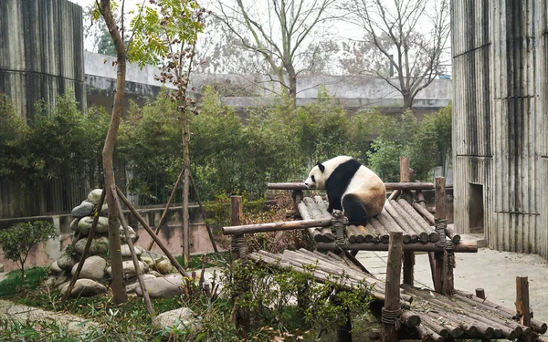 中国成都 2017年1月6日 成都大熊猫繁育研究基地 大熊猫一个人坐在那里悲伤 — 图库照片
