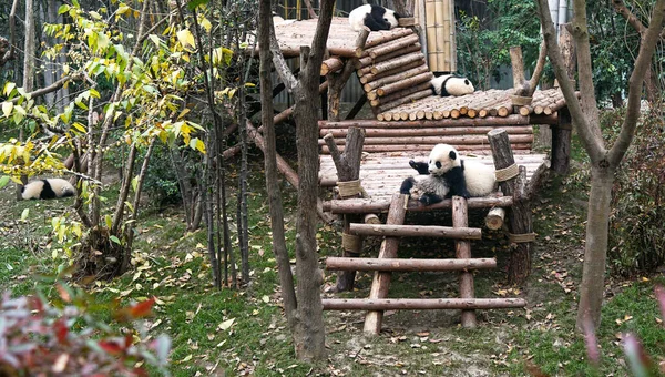 Chengdu Kína 2017 Január Chengdu Research Base Giant Panda Breeding — Stock Fotó