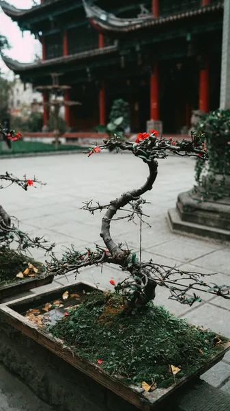 Bahçesinde Kırmızı Çiçekler Olan Küçük Bonsai Ağacı Kışın Bahçedeki Küçük — Stok fotoğraf