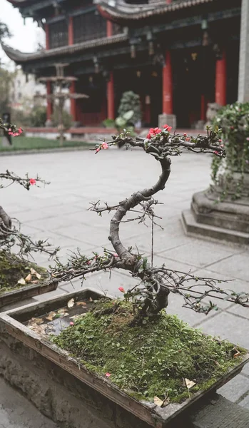 Bahçesinde Kırmızı Çiçekler Olan Küçük Bonsai Ağacı Kışın Bahçedeki Küçük — Stok fotoğraf