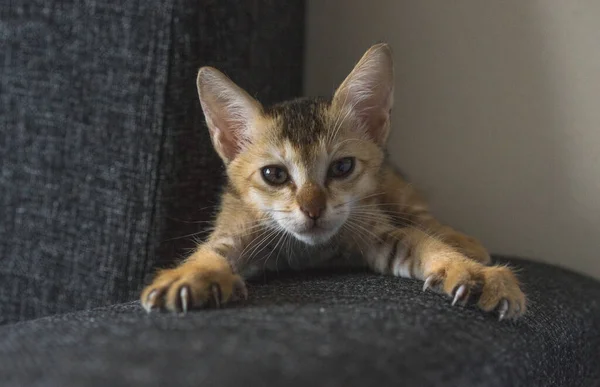 Sevimli Küçük Tekir Kedi Yavrusu Kanepede Geriniyor Kanepede Keskin Tırnak — Stok fotoğraf