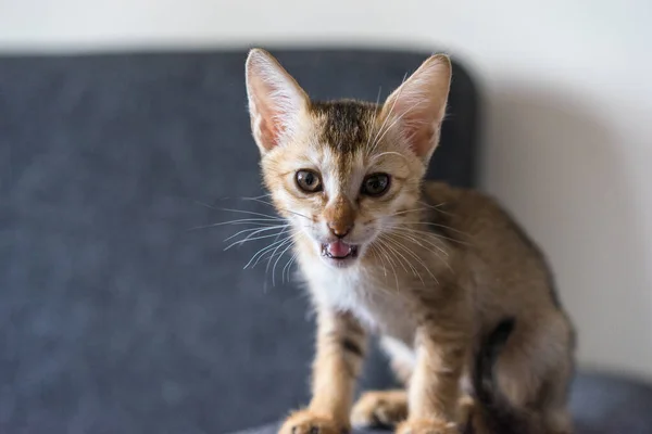 Şirin Küçük Tekir Kedi Bengal Kedisi Kanepeye Oturur Metni Kopyalar — Stok fotoğraf