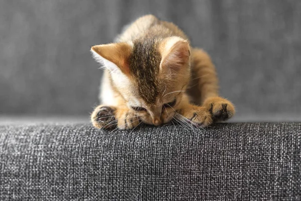 Küçük Tüylü Kedi Kanepede Uzanıyor Yere Bakıyor Meraklı Kedicik — Stok fotoğraf