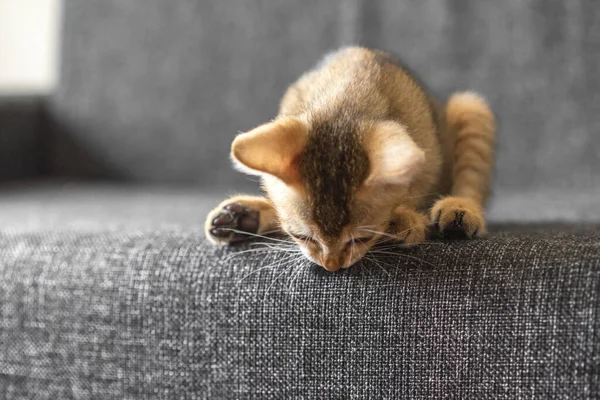 Küçük Tüylü Kedi Kanepede Uzanıyor Yere Bakıyor Meraklı Kedicik — Stok fotoğraf