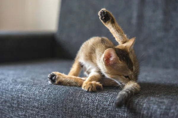 Roztomilé Malé Tabby Bengálské Kotě Sedí Gauči Myje Koťátko Kousání — Stock fotografie