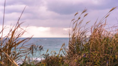 Kumsaldaki kum tepeleri ve çimenler, deniz kıyısındaki soğuk bulutlu ve rüzgarlı hava, yumuşak odak, güzel bulutlu gün batımı, dramatik gökyüzü ve hava, film sesi
