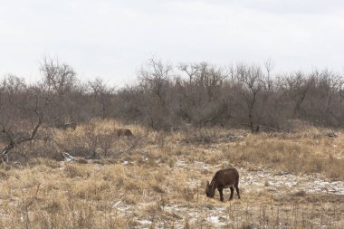 Şehir Anapa, Krasnodar bölgesi, Rusya yakın otlayan bir eşek ile kış manzarası