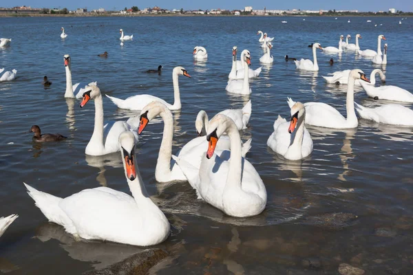 Cisnes Close Lago Sasyk Sivash Cidade Evpatoria Crimeia Fotografia De Stock