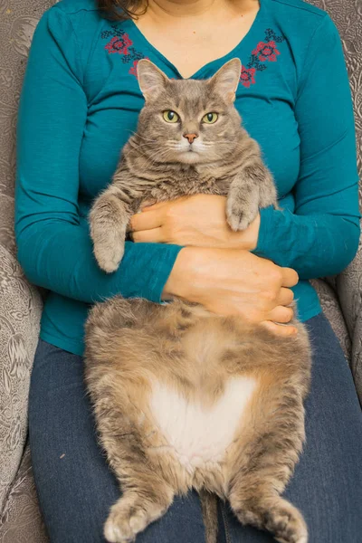 Bir kadının elinde kalın, gri kedi. Stok Resim