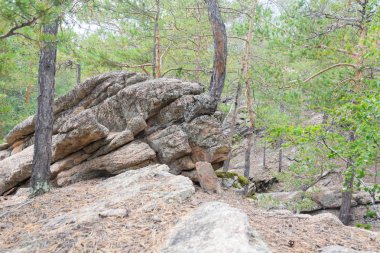 Doğal arka plan. Taşların üzerinde büyüyen ağaçlar.