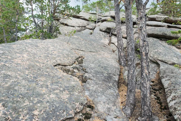 Natürlicher Hintergrund. Bäume wachsen auf den Steinen. — Stockfoto