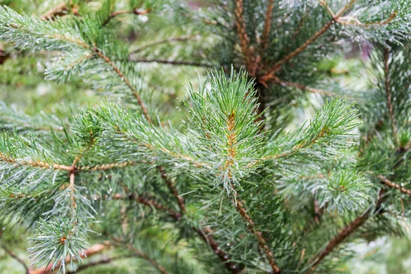 Gałęzie sosny z kropelek wody na igłach — Zdjęcie stockowe