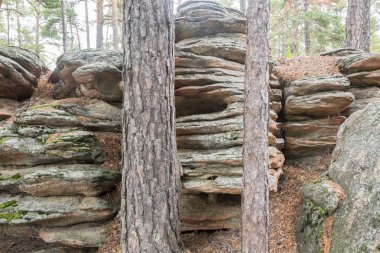 Taş kaya Ön planda ağaç gövdeleri vardır.