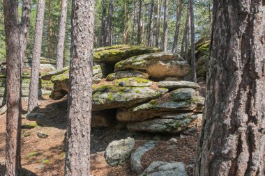 Taş kaya Ön planda ağaç gövdeleri vardır.