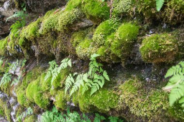 Katmanlardan oluşan kayaçlar. Yosunla kaplı taşlar