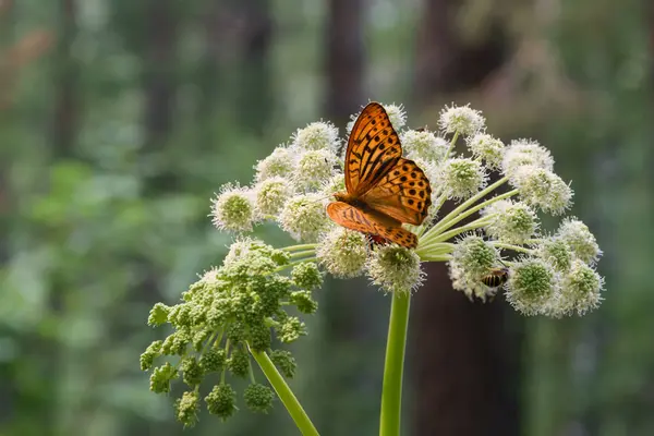 Un beau papillon lumineux est assis sur une fleur . — Photo