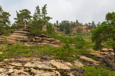 Çam ormanı çıplak taşlar üzerinde yetişir.