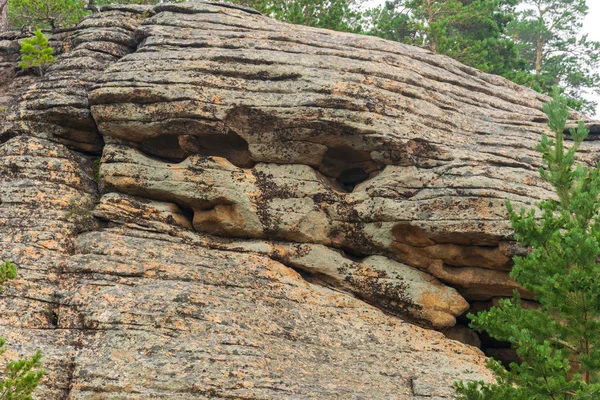 Kiefernwald wächst auf nackten Steinen. — Stockfoto