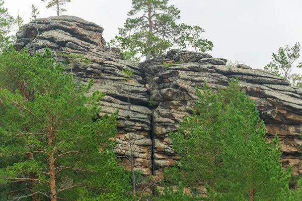 Borový les roste na holých kamenech. — Stock fotografie