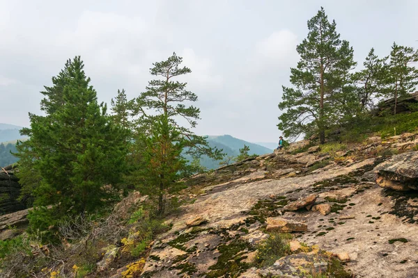 Pine Forest groeit op kale stenen. — Stockfoto