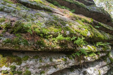 Taşlar yosunla kaplı. Kayalar yatay tabakalardan oluşur.