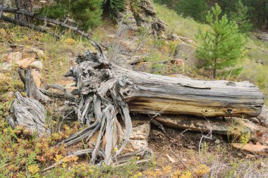 Ormanda yaşlı düşmüş ağaç. Ağacın gövdesi kısmen çürümüş..