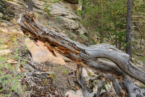 Velha Árvore Caída Floresta Tronco Árvore Apodreceu Parcialmente — Fotografia de Stock