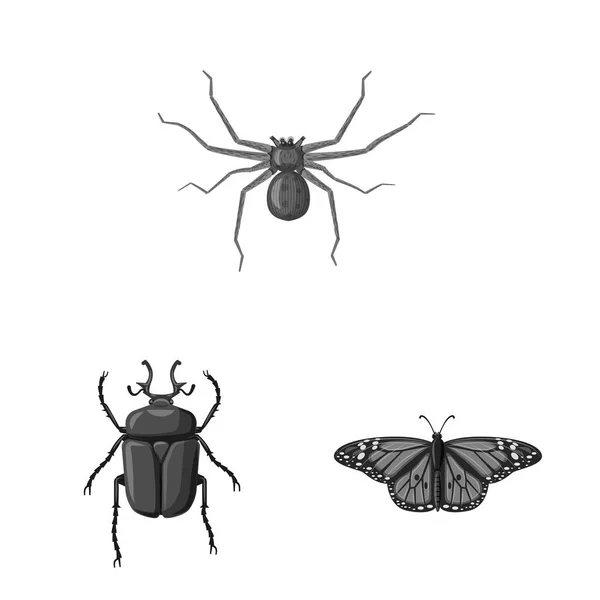 Vektorillustration des Insekten- und Fliegenlogos. Sammlung von Insekten- und Elementaktivvektordarstellungen. — Stockvektor