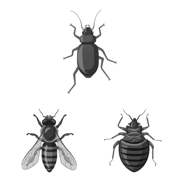 Векторная иллюстрация символа насекомого и мухи. Коллекция символа запаса насекомых и элементов для сети . — стоковый вектор
