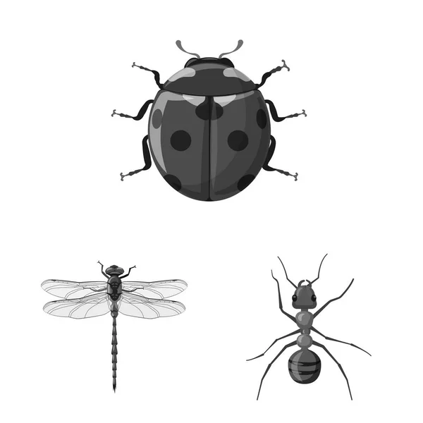 Isolated object of insect and fly symbol. Set of insect and element stock vector illustration. — Stock Vector