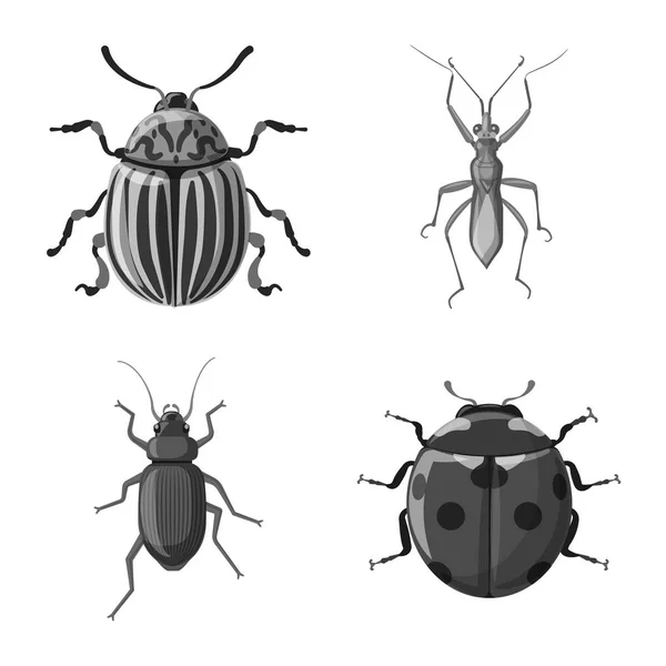 Векторная иллюстрация значка насекомого и мухи. Набор символов запаса насекомых и элементов для паутины . — стоковый вектор