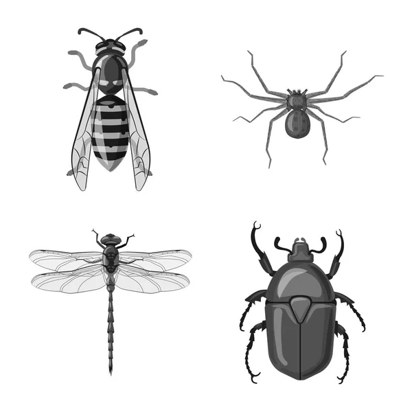 Objet isolé d'insecte et icône de mouche. Collecte d'insectes et d'éléments illustration vectorielle de stock . — Image vectorielle