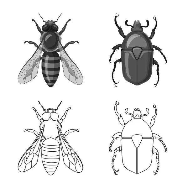 Objeto isolado de inseto e sinal de mosca. Conjunto de ilustração vetorial de estoque de insetos e elementos . —  Vetores de Stock