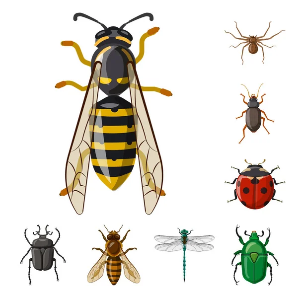 Изолированный объект с символом насекомого и мухи. Набор векторных значков насекомых и элементов для склада . — стоковый вектор
