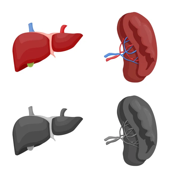 Objeto aislado de cuerpo y logotipo humano. Conjunto de ilustración de vectores de cuerpo y stock médico . — Archivo Imágenes Vectoriales