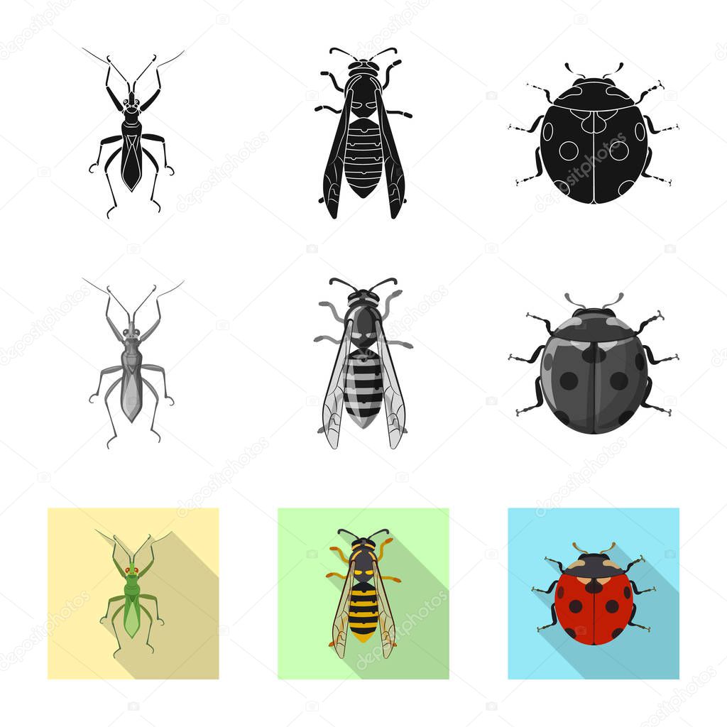 Isolated object of insect and fly icon. Collection of insect and element stock symbol for web.