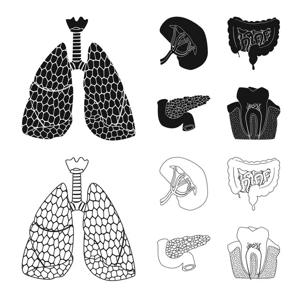 Illustration vectorielle du corps et du symbole humain. Ensemble d'icône de corps et de vecteur médical pour stock . — Image vectorielle