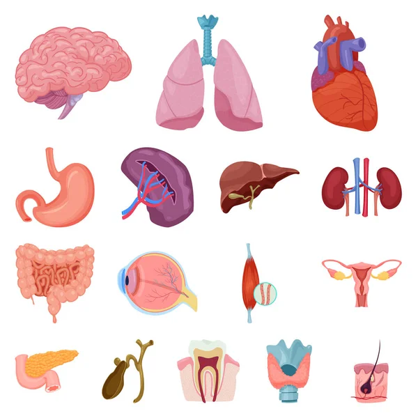 Desenho vetorial do corpo e símbolo humano. Conjunto de corpo e símbolo de estoque médico para web. — Vetor de Stock