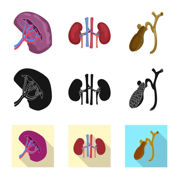 Ilustración vectorial del cuerpo y del signo humano. Colección de cuerpo y el símbolo de stock médico para la web . — Archivo Imágenes Vectoriales