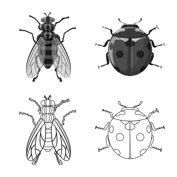 Vector ontwerp van insecten en vliegen teken. Set insect en element aandelensymbool voor web. — Stockvector