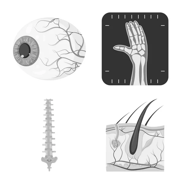 Objeto Aislado Cuerpo Logotipo Humano Conjunto Ilustración Vectores Cuerpo Stock — Archivo Imágenes Vectoriales