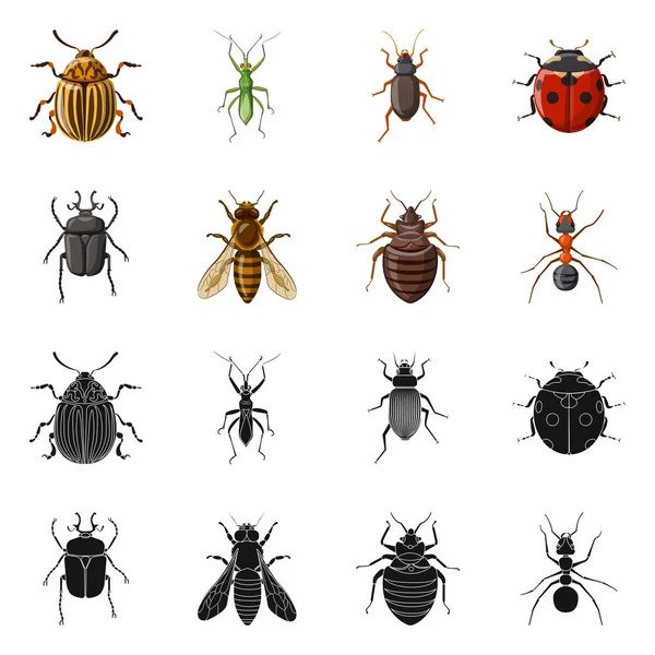 Vector ontwerp van insecten en vliegen pictogram. Collectie van insect en element vector pictogram voor voorraad. — Stockvector