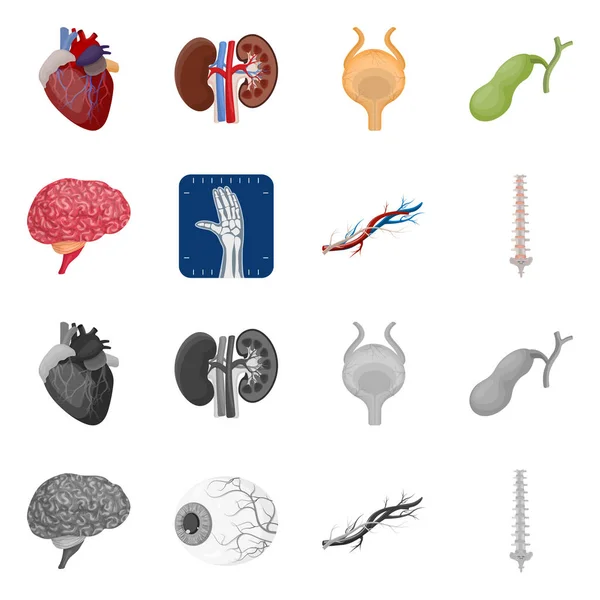 Vektor design av kroppen och mänskliga ikonen. Uppsättning av kroppen och medicinska vektor ikon för lager. — Stock vektor