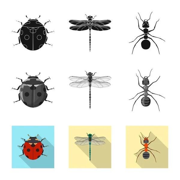 Objeto isolado de ícone de inseto e mosca. Coleção de ilustração vetorial de estoque de insetos e elementos . —  Vetores de Stock