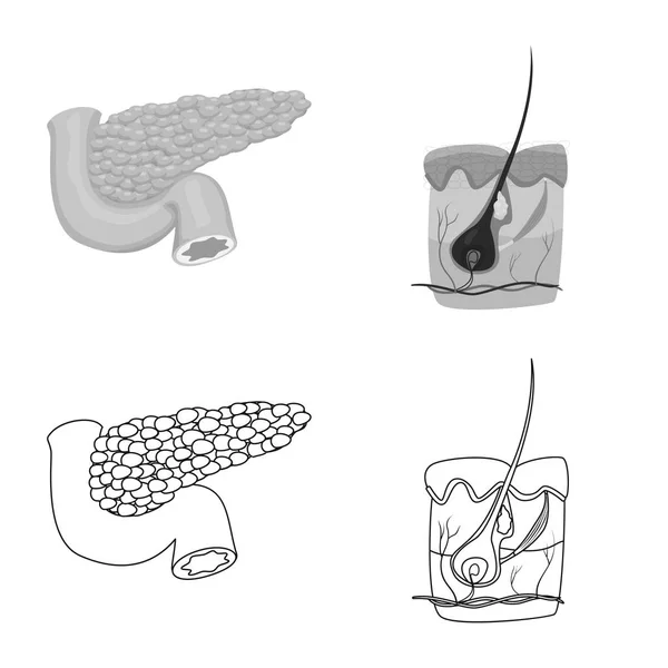 Illustration vectorielle du corps et du symbole humain. Ensemble de corps et symbole de stock médical pour la toile . — Image vectorielle