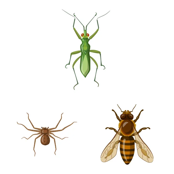 Vectorillustratie van insecten en vliegen symbool. Set insect en element aandelensymbool voor web. — Stockvector