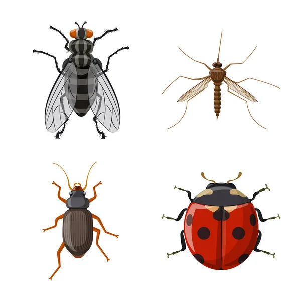 Vector ontwerp van insecten en vliegen pictogram. Collectie van insect en element vector pictogram voor voorraad. — Stockvector