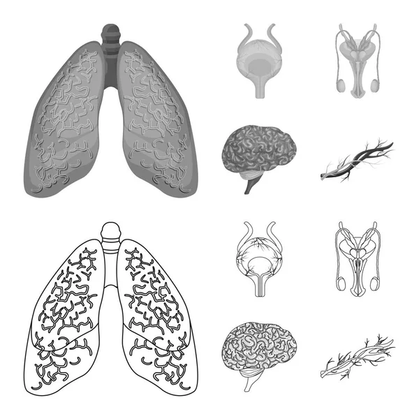 Conception vectorielle du corps et du symbole humain. Ensemble d'icône de corps et de vecteur médical pour stock . — Image vectorielle