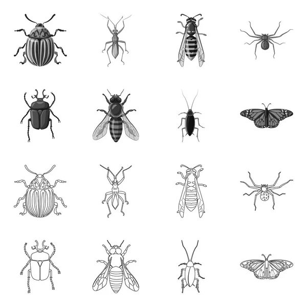 Na białym tle obiekt owad i mucha ikony. Kolekcja owadów i elementu symbol giełdowy dla sieci web. — Wektor stockowy